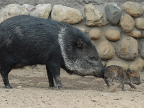 Ошейниковый пекари Ошейниковый пекари