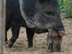 Фото Ошейниковый пекари