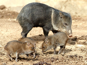 Фото Ошейниковый пекари