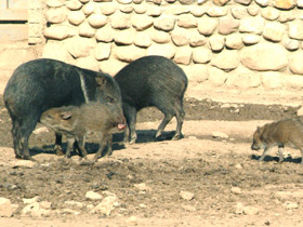 Фото Ошейниковый пекари