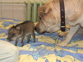 Фото Ошейниковый пекари