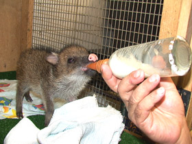 Фото Ошейниковый пекари