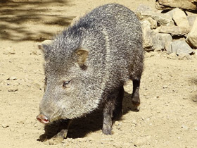 Фото Ошейниковый пекари