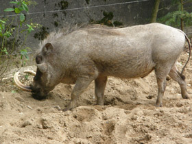 Смотреть фото Африканский бородавочник Фото Африканский бородавочник