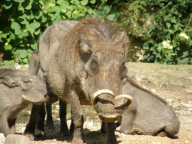 Смотреть фото Африканский бородавочник Фото Африканский бородавочник