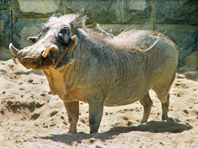 Смотреть фото Африканский бородавочник Фото Африканский бородавочник