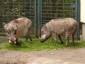 Смотреть фото Африканский бородавочник Фото Африканский бородавочник