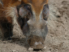 Смотреть фото Кистеухая свинья Фото Кистеухая свинья