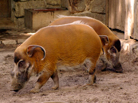 Смотреть фото Кистеухая свинья Фото Кистеухая свинья