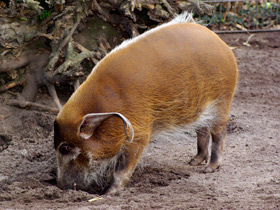 Смотреть фото Кистеухая свинья Фото Кистеухая свинья