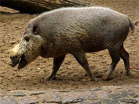 Смотреть фото Бородатая свинья Фото Бородатая свинья