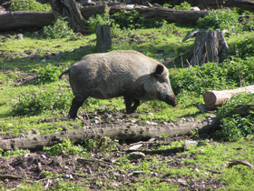 Смотреть фото Кабаны Фото Кабаны