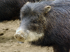Смотреть фото Белобородый пекари Фото Белобородый пекари