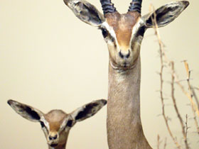 Смотреть фото Дибатаг Фото Дибатаг