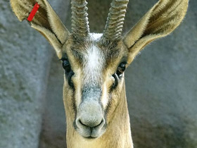 Смотреть фото Газель Кювье Фото Газель Кювье