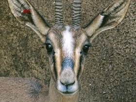 Смотреть фото Газель Кювье Фото Газель Кювье