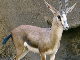 Смотреть фото Газель Кювье Фото Газель Кювье