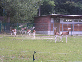 Смотреть фото Мхоррская газель Фото Мхоррская газель