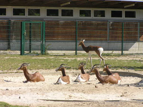 Смотреть фото Мхоррская газель Фото Мхоррская газель