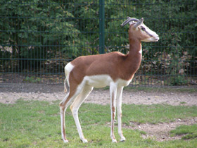 Смотреть фото Мхоррская газель Фото Мхоррская газель