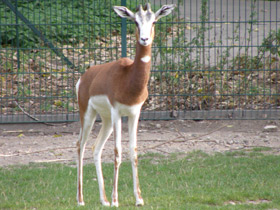 Смотреть фото Мхоррская газель Фото Мхоррская газель