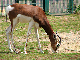 Смотреть фото Мхоррская газель Фото Мхоррская газель