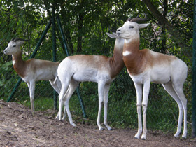 Смотреть фото Газель-дама Фото Газель-дама