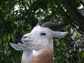 Смотреть фото Газель-дама Фото Газель-дама