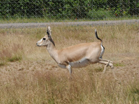 Смотреть фото Газель Гранта Фото Газель Гранта