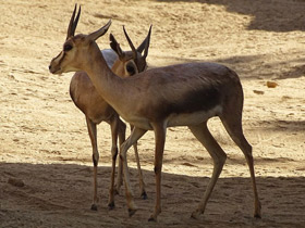 Смотреть фото Газель Спика Фото Газель Спика