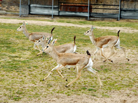 Смотреть фото Джейран Фото Джейран