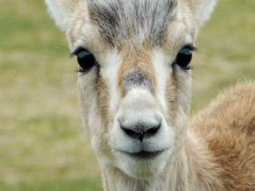 Смотреть фото Джейран Фото Джейран