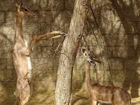 Фото Самые необычные и удивительные животные