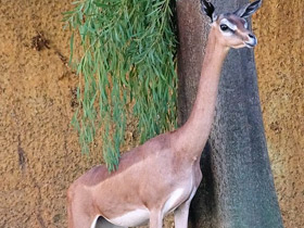 Смотреть фото Геренук Фото Геренук