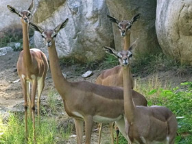 Смотреть фото Геренук Фото Геренук