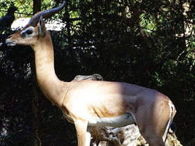 Смотреть фото Геренук Фото Геренук