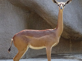 Смотреть фото Геренук Фото Геренук