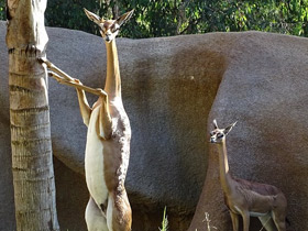 Смотреть фото Геренук Фото Геренук