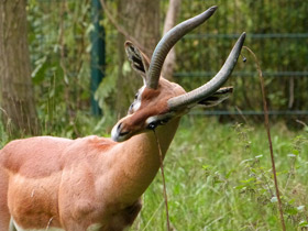 Смотреть фото Геренук Фото Геренук