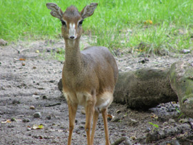 Смотреть фото Обыкновенный дикдик Фото Обыкновенный дикдик