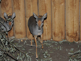 Смотреть фото Горный дик–дик Фото Горный дик–дик