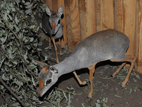 Смотреть фото Горный дик–дик Фото Горный дик–дик