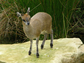 Смотреть фото Антилопа-прыгун Фото Антилопа-прыгун