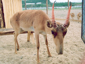 Фото Самые необычные и удивительные животные