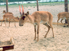 Смотреть фото Сайгак Фото Сайгак