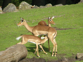 Фото Импала