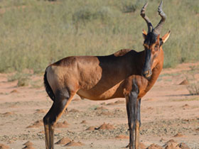 Фото Конгони