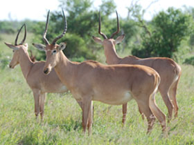 Фото Бубал Хантера