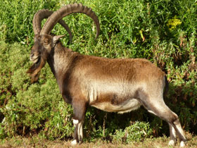 Фото Эфиопский козёл