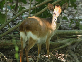 Фото Занзибарский дукер